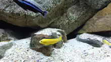 Besatz im Aquarium pakati pa miyala
