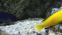 Besatz im Aquarium pakati pa miyala