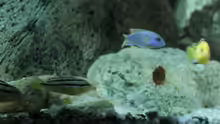 Besatz im Aquarium pakati pa miyala