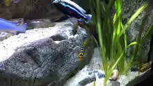 Besatz im Aquarium pakati pa miyala