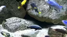 Besatz im Aquarium pakati pa miyala