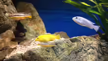 Besatz im Aquarium pakati pa miyala