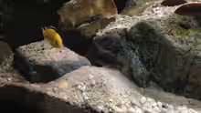 Besatz im Aquarium pakati pa miyala