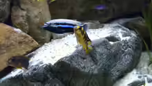 Besatz im Aquarium pakati pa miyala