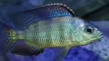 Besatz im Aquarium Placidochromis Dream aufgelöst