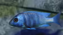Besatz im Aquarium Placidochromis Dream aufgelöst