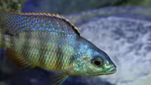 Besatz im Aquarium Placidochromis Dream aufgelöst