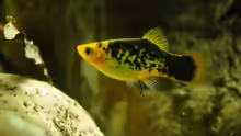 Besatz im Aquarium Platy Biotop