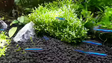 Besatz im Aquarium Red/Blue/Green