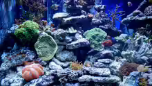 Besatz im Aquarium Riffbecken Plammer Jochen