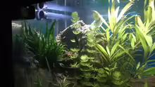 Besatz im Aquarium Rio400 SL (ScapingLight)