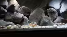 Besatz im Aquarium Stones and Shells