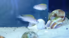 Besatz im Aquarium Tanganjika (aufgelöst)