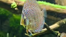 Besatz im Aquarium Walking on a (Discus-) dream