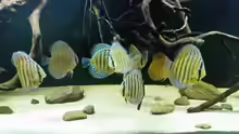 Besatz im Aquarium Wurzelbiotop 2 (Nur noch als Beispiel)