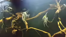 Besatz im Aquarium Wurzelbiotop 2 (Nur noch als Beispiel)