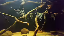 Besatz im Aquarium Wurzelbiotop 2 (Nur noch als Beispiel)