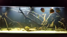 Besatz im Aquarium Wurzelbiotop