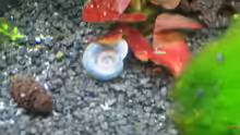 blaue Posthornschnecke