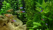 Boesemani und Neontetra