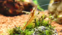 Caridina rotbraun