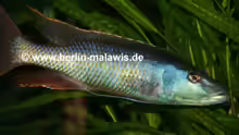 Champsochromis Caeruleus - Bock