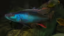 Champsochromis Caeruleus (Thola)