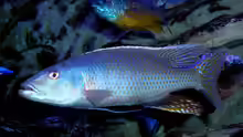 Champsochromis caeruleus