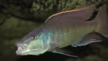 Champsochromis Spilorhynchus