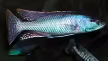Champsochromis spilorhynchus