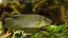 Chromidotilapia kingsleyae