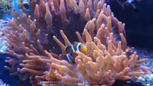 Clownfische___________Amphiprion percula__