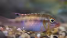 Congochromis sabinae