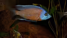 Copadichromis borley Kadango