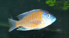 Copadichromis borleyi (Kadango) (klein)