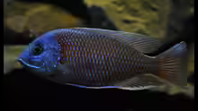 Copadichromis borleyi Kadango ´Red Fin´ - Der Grösste im Becken!