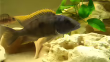 Copadichromis Männchen