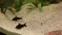 Corydoras Black Venezuela