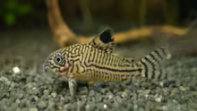 Corydoras julii