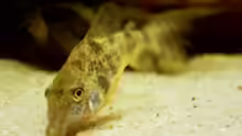 Corydoras paleatus m