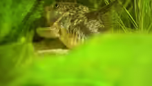 Corydoras paleatus w