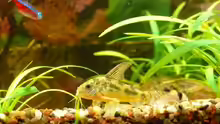 Corydoras paleatus