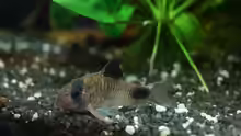 Corydoras panda Weibchen