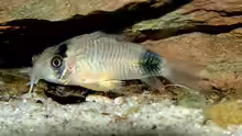 Corydoras panda