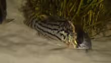 corydoras schwartzii