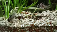 Corydoras Schwarzii