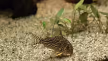 Corydoras sterbai, Länge 5cm (14.10.08)