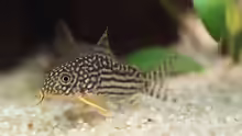 Corydoras sterbai (23.10.05)