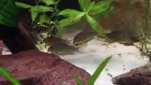 Corydoras Sterbai Gruppe