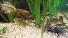 Corydoras sterbai und Apistogramma hongsloi